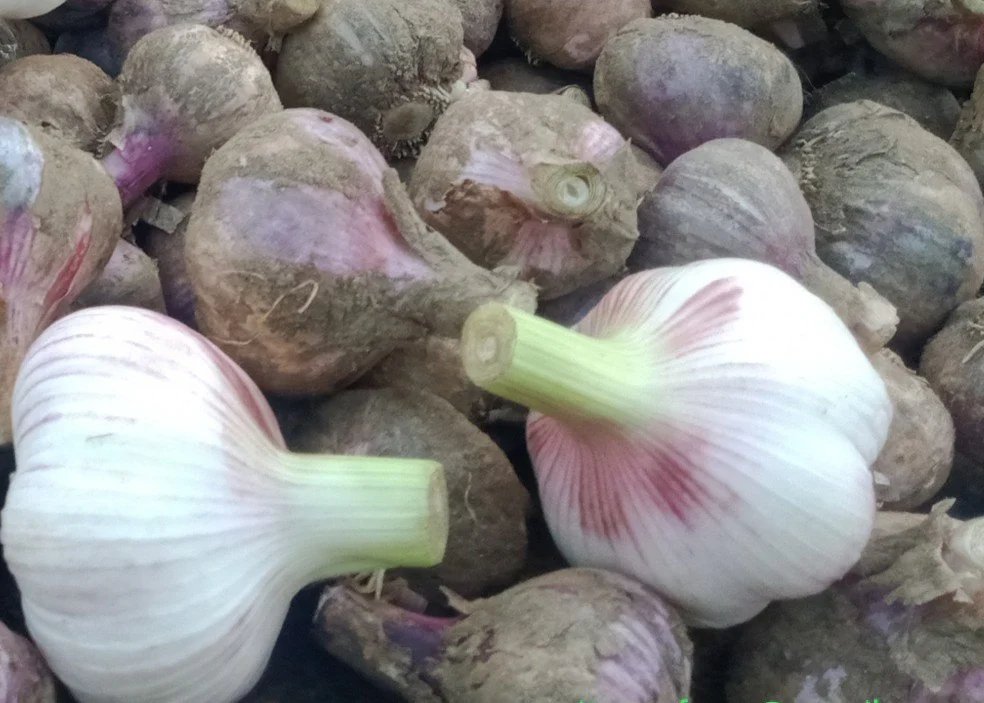 Premium Garlic
